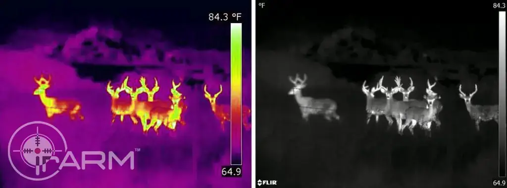 a pack of deers seen via thermal camera 